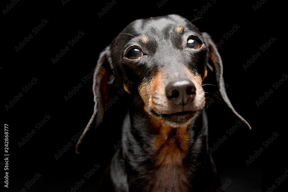 Portrait of an adorable Dachshund