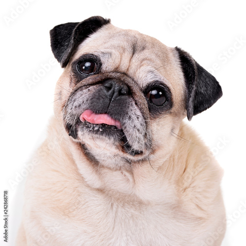 Portrait of an adorable Mops  or Pug 