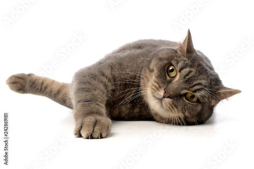 Studio shot of an adorable tabby cat