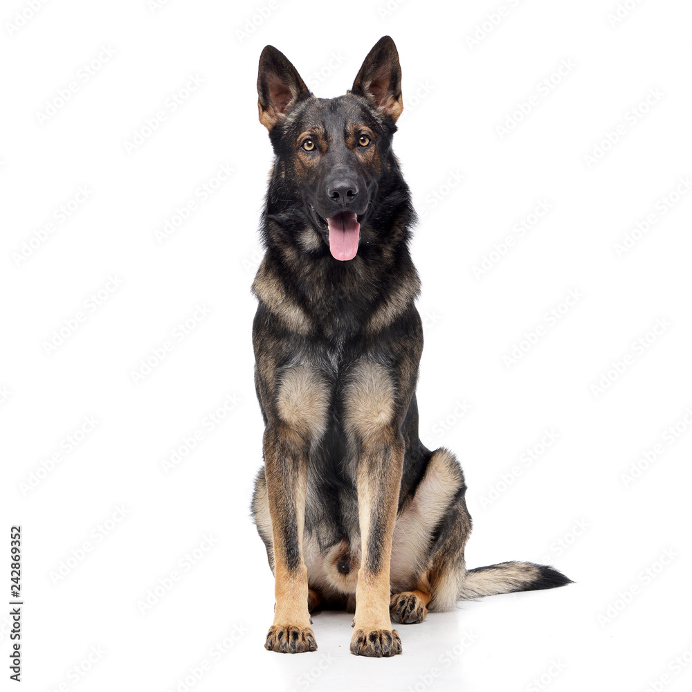 Studio shot of an adorable German shepherd Studio shot of an adorable German shepherd