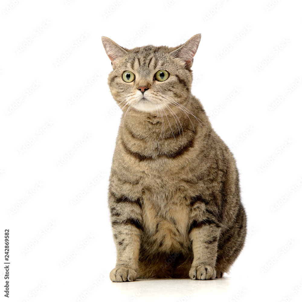 Studio shot of an adorable tabby cat