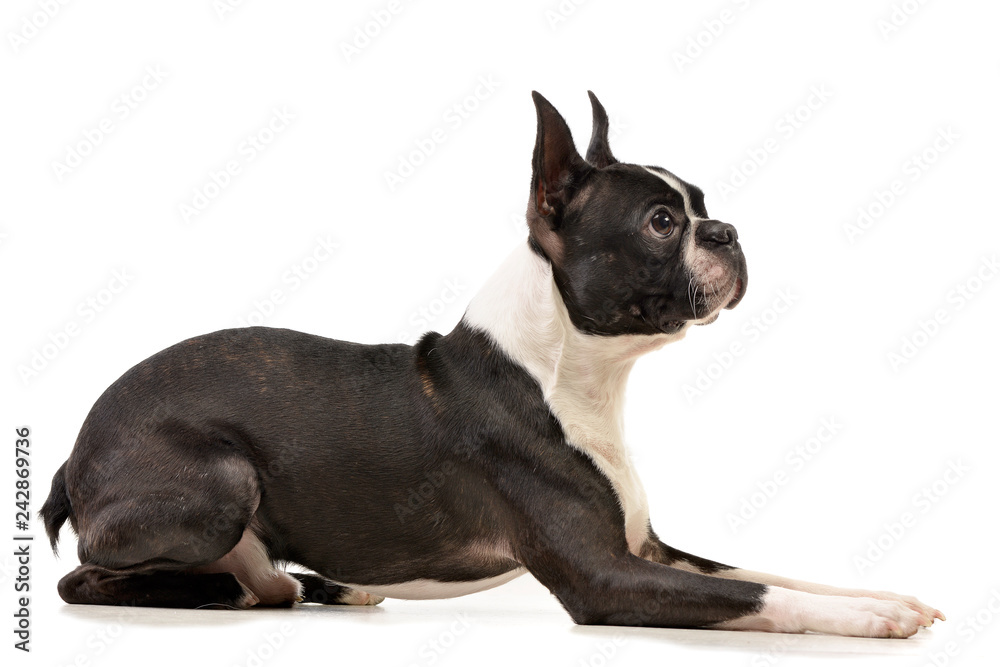 Studio shot of an adorable Boston Terrier Studio shot of an adorable Boston Terrier