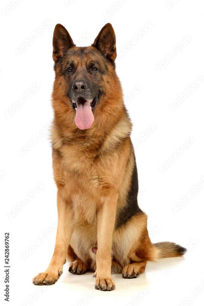 Studio shot of an adorable German shepherd