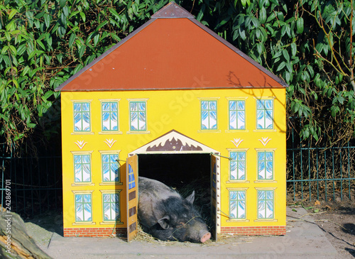 Schwein im Haus