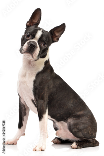 Studio shot of an adorable Boston Terrier