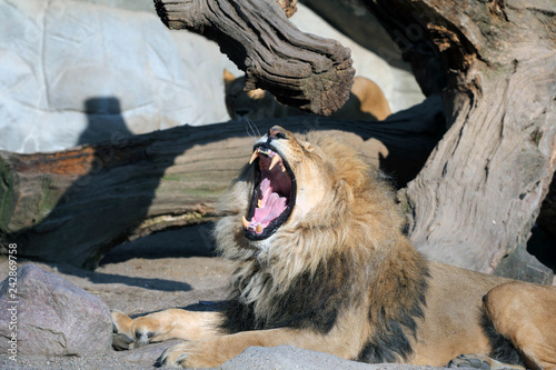 Löwe gähnt