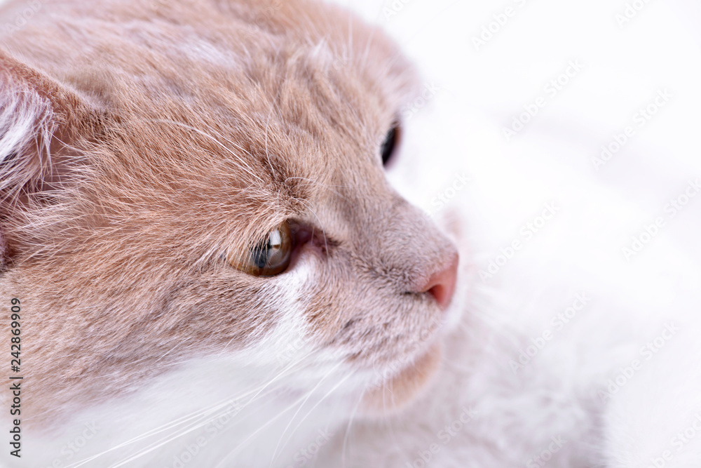 Portrait of an adorable domestic cat