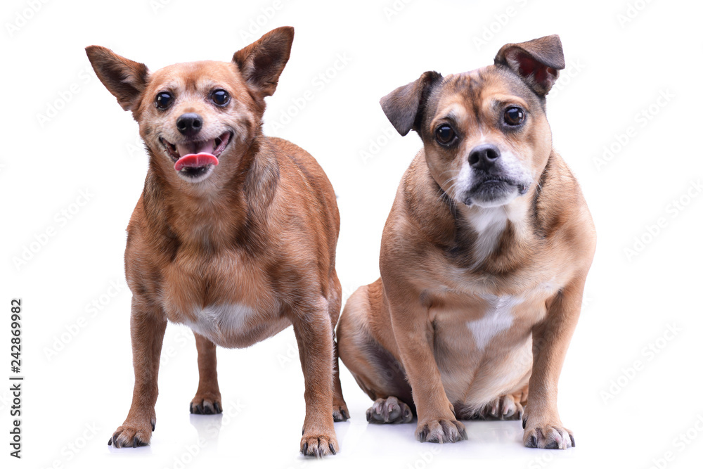 Fototapeta premium Studio shot of two adorable mixed breed dog