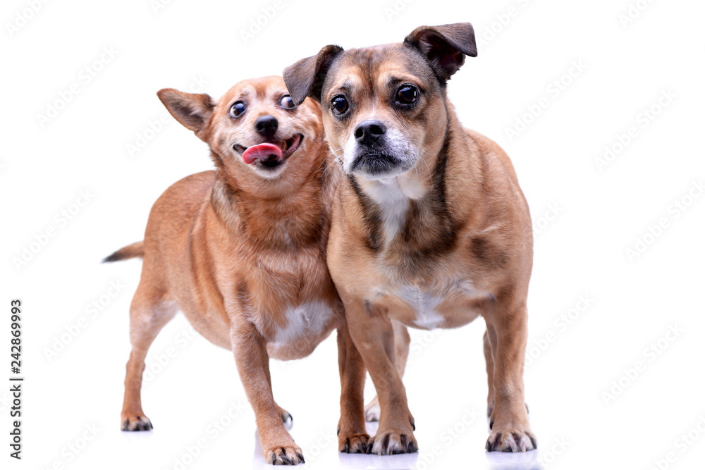 Studio shot of two adorable mixed breed dog Studio shot of two adorable mixed breed dog