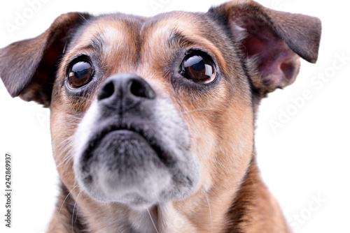 Portrait of an adorable mixed breed dog