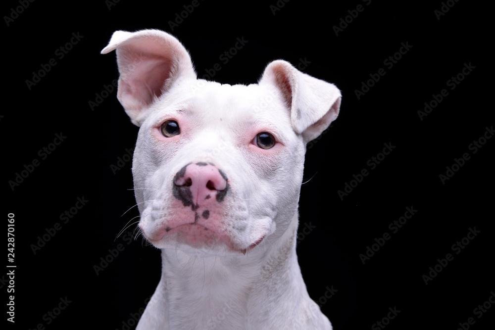 Portrait of an adorable mixed breed dog