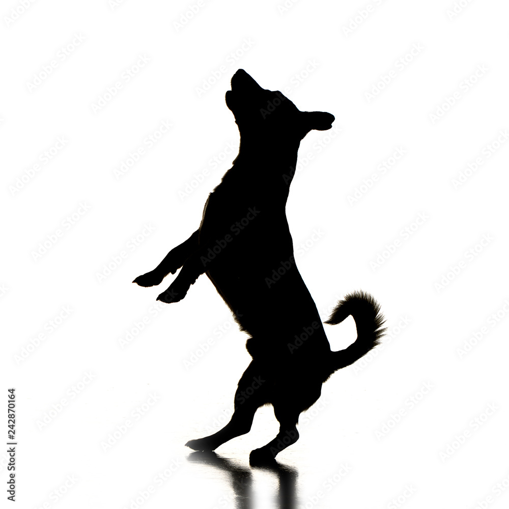 Silhouette of an adorable Jack Russell Terrier