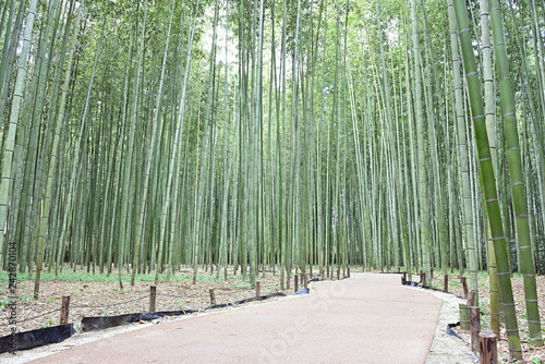 嵯峨野の竹林の道