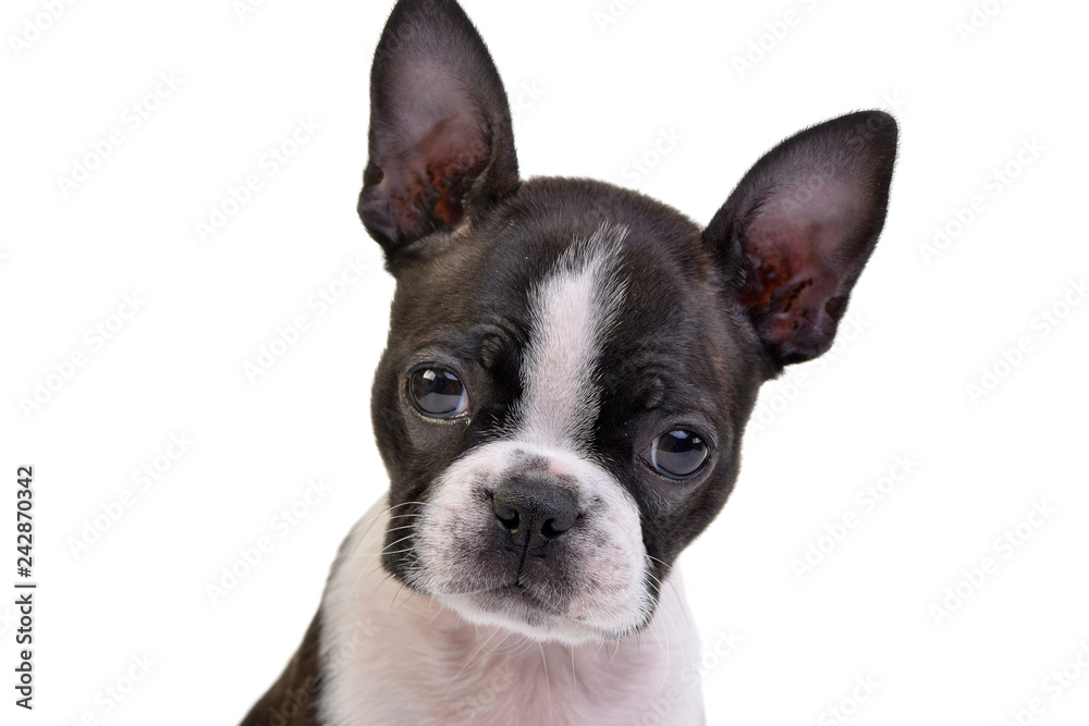 Portrait of an adorable Boston Terrier Portrait of an adorable Boston Terrier