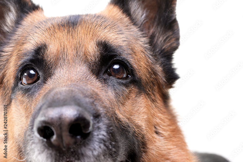 Portrait of an adorable german shepherd dog Portrait of an adorable german shepherd dog