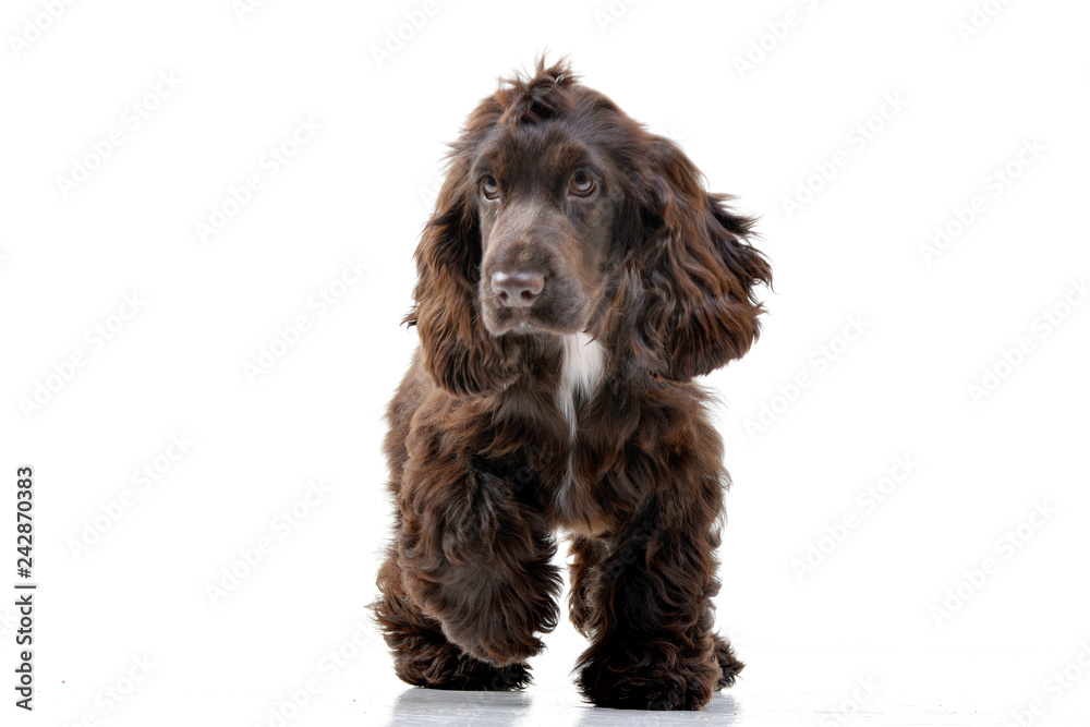 Studio shot of an adorable English Cocker Spaniel Studio shot of an adorable English Cocker Spaniel