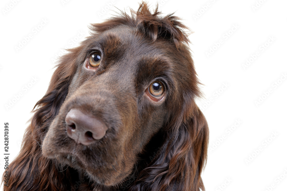 Portrait of an adorable English Cocker Spaniel Portrait of an adorable English Cocker Spaniel