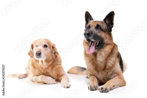 An adorable mixed breed dog and a german shepherd