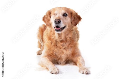 Fototapeta Naklejka Na Ścianę i Meble -  Studio shot of an adorable mixed breed dog