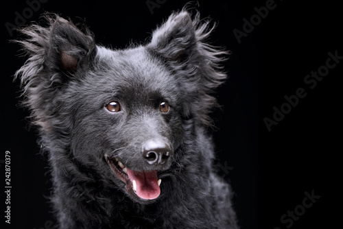 Portrait of an adorable Mudi dog