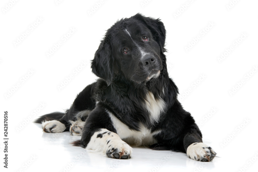 Studio shot of an adorable mixed breed dog Studio shot of an adorable mixed breed dog