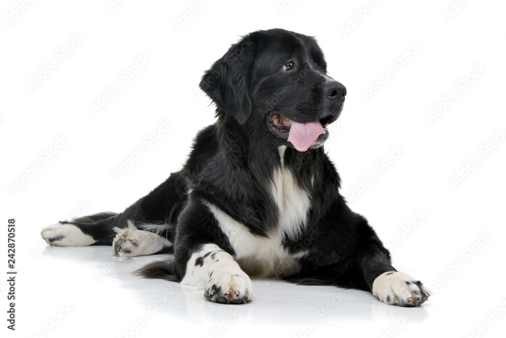 Studio shot of an adorable mixed breed dog Studio shot of an adorable mixed breed dog