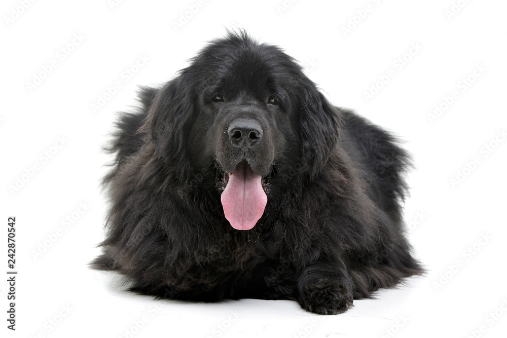 Studio shot of an adorable Newfoundland dog Studio shot of an adorable Newfoundland dog