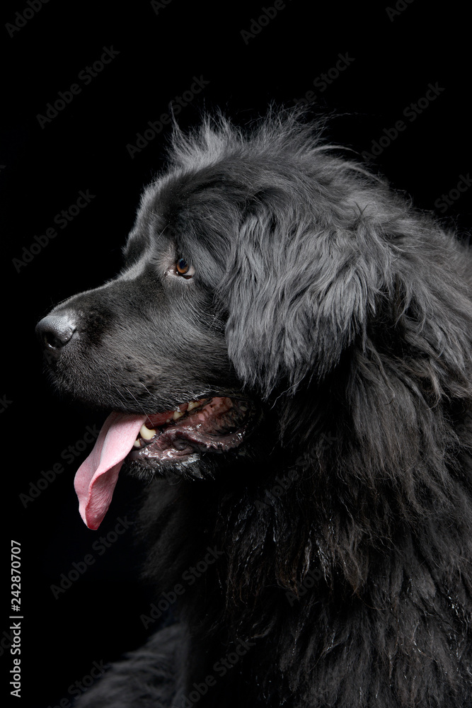 Portrait of an adorable Newfoundland dog