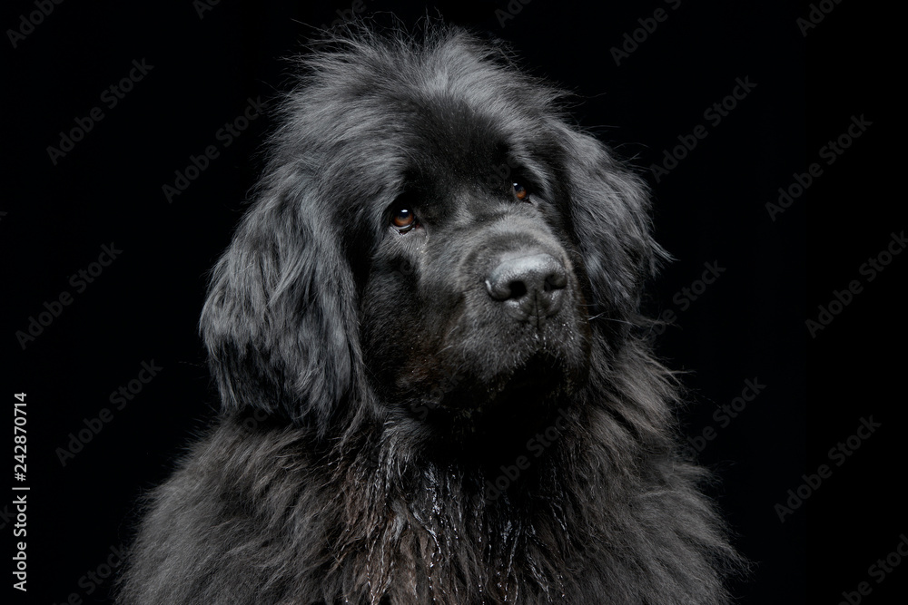 Portrait of an adorable Newfoundland dog - obrazy, fototapety, plakaty 
