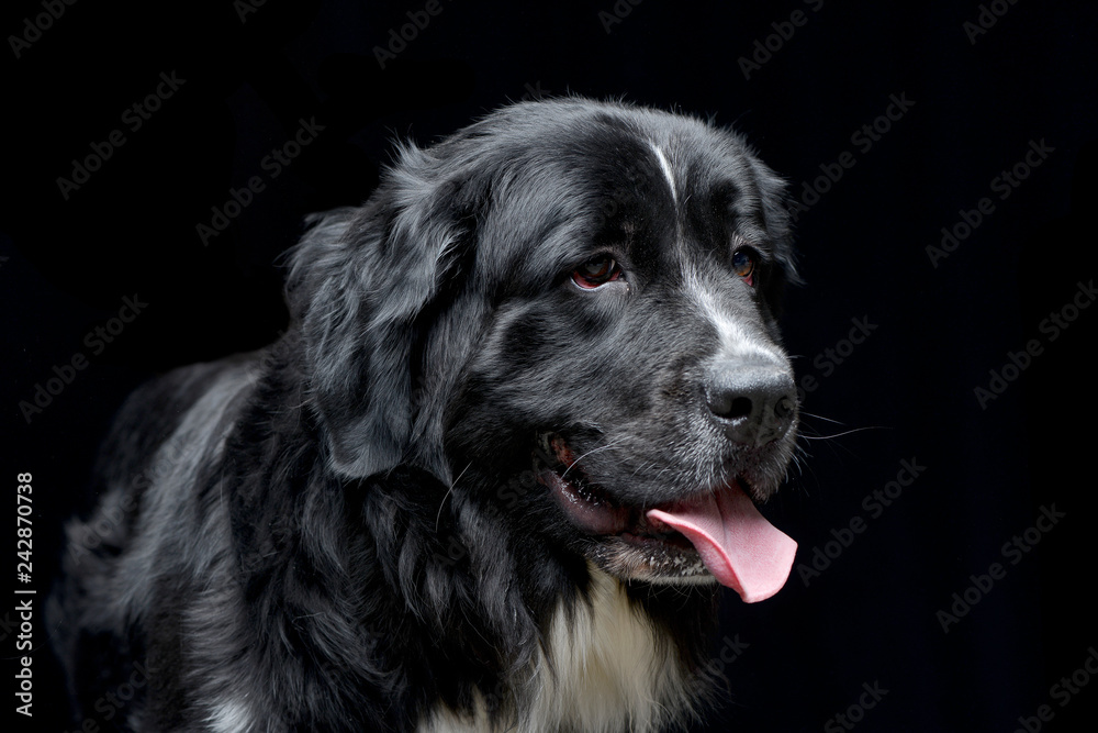 Portrait of an adorable Newfoundland dog Portrait of an adorable Newfoundland dog
