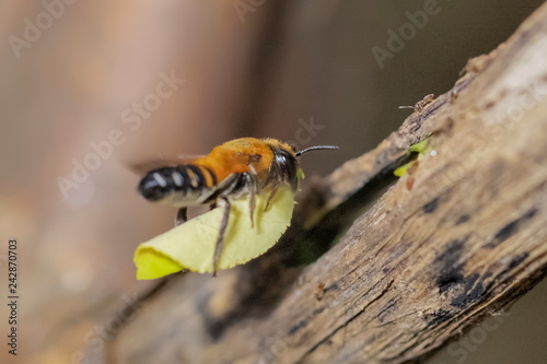 Leafcutter Bee (genus Megachile) flying with carry green leaf to the nest, Leafcutter bee make it's nest with leaves in a small hole of tree branch.