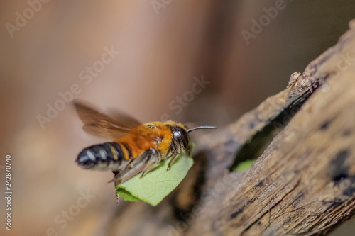 Leafcutter Bee (genus Megachile) carry green leaf with flying to the nest a small hole of tree branch. Leafcutter bee make it's nest with leaves.