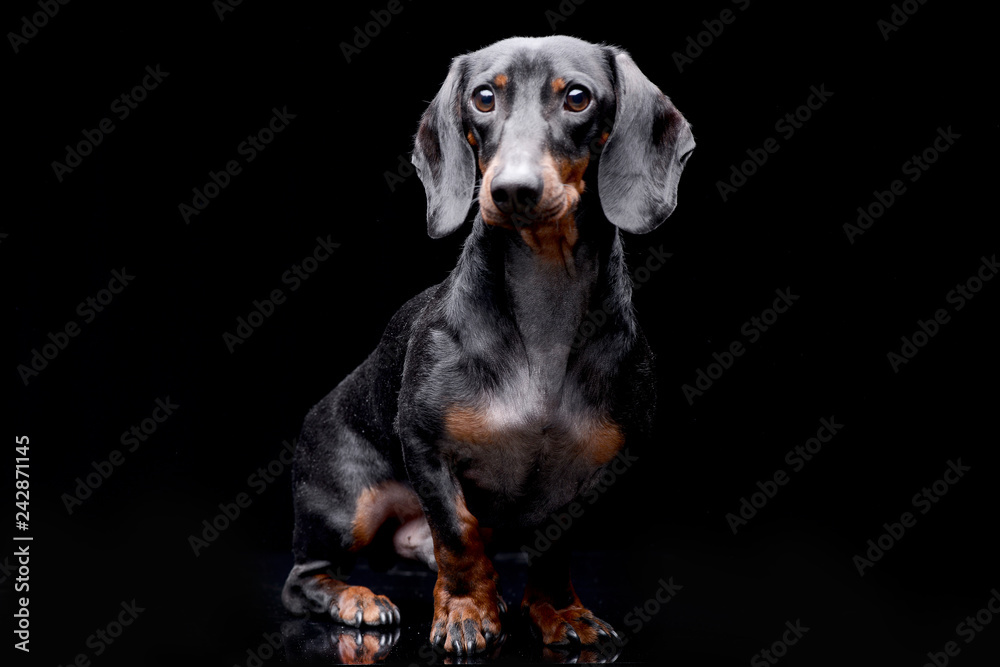 Studio shot of an adorable Dachshund