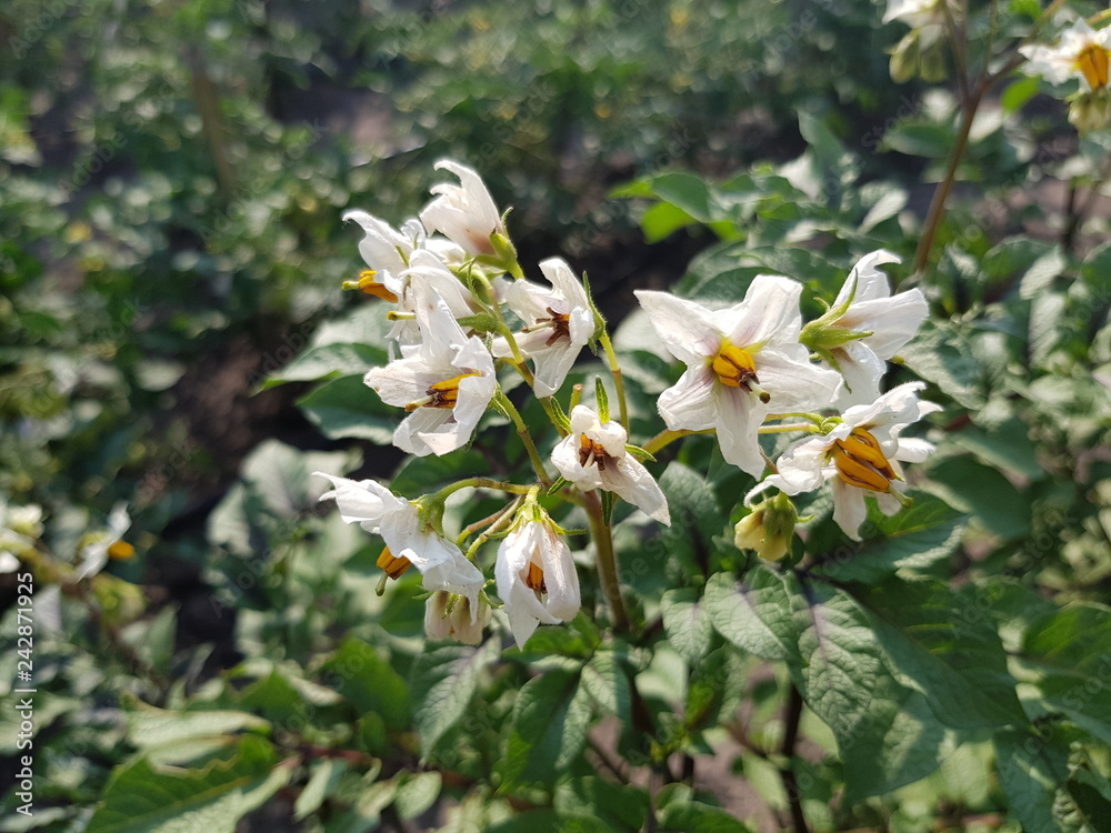 Obraz premium potato bushes close-up