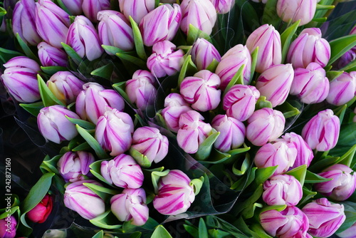 Bunches of colorful pink tulips in cellophane paper at the flower market