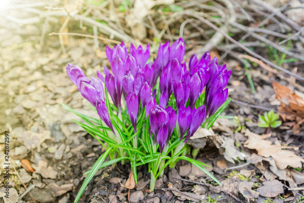 Colorful purple crocus flowers blooming on a sunny Spring day in the garden Colorful purple crocus flowers blooming on a sunny Spring day in the garden