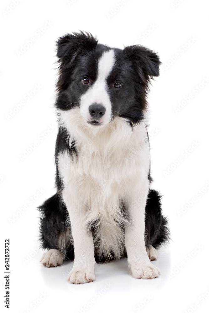 Studio shot of an adorable Border Collie