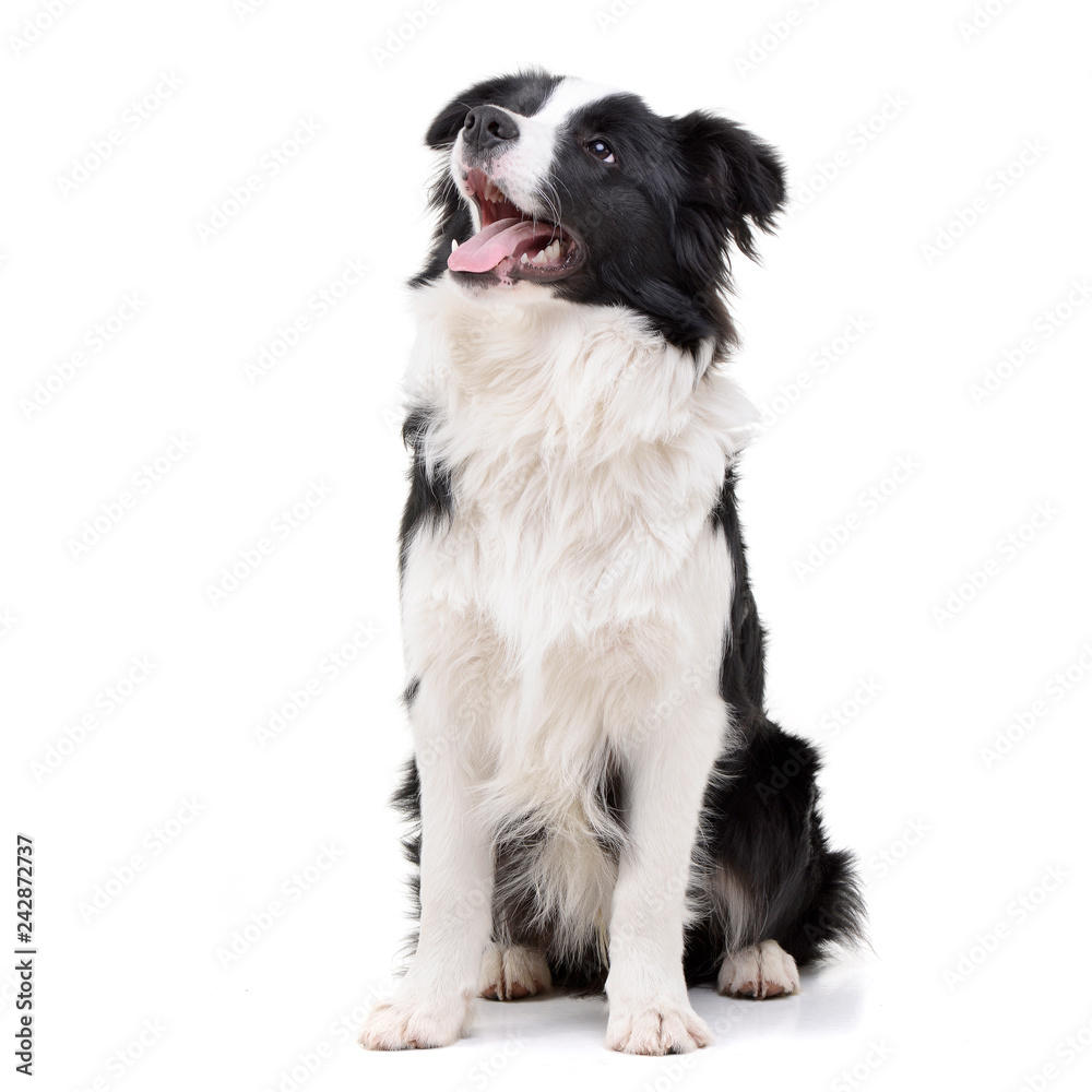 Studio shot of an adorable Border Collie