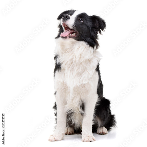 Studio shot of an adorable Border Collie