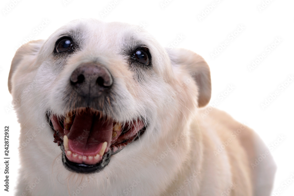 Portrait of an adorable mixed breed dog Portrait of an adorable mixed breed dog