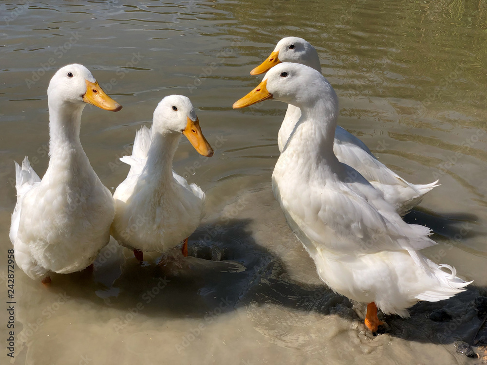 Fototapeta premium Collection of four heavy white Aylesbury Ducks