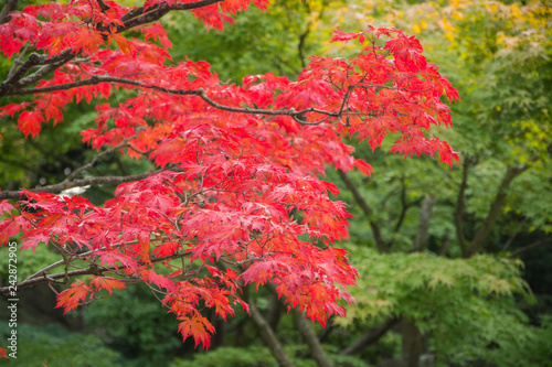 japanese garden in autumn time 