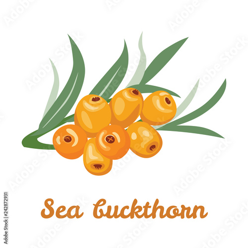 Sea buckthorn berries isolated on white background. Vector illustration in flat style.
