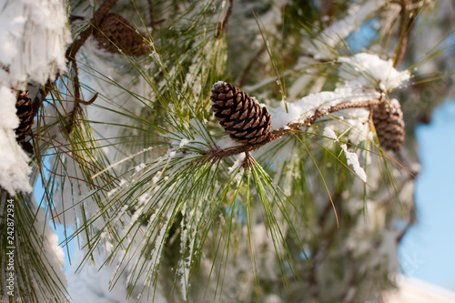 Close up of snow covered pine trees.