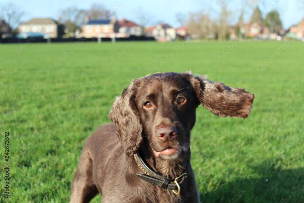 Brown chocolate working cocker spaniel dog in green grass field 