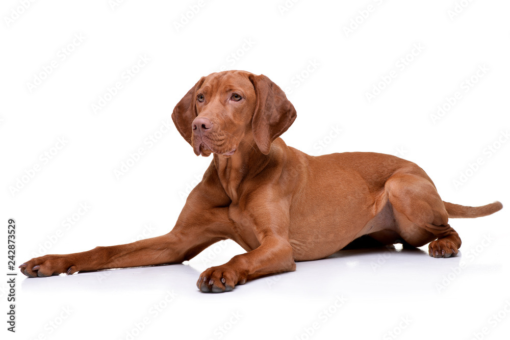 Studio shot of an adorable hungarian vizsla Studio shot of an adorable hungarian vizsla