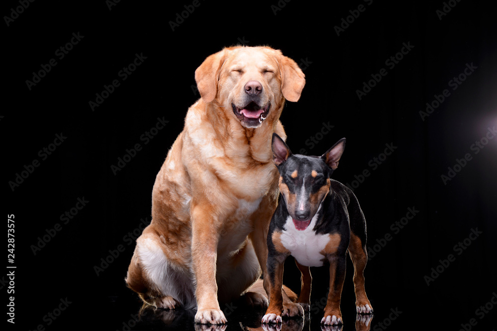 Studio shot of an adorable Golden Retriever and a Bull terrier Studio shot of an adorable Golden Retriever and a Bull terrier