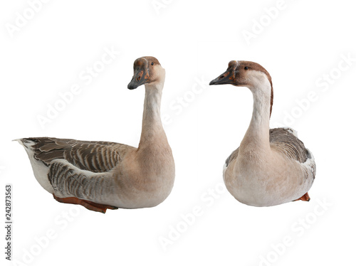 two goose isolated