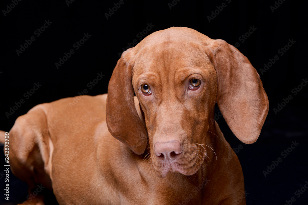 Studio shot of an adorable hungarian vizsla Studio shot of an adorable hungarian vizsla
