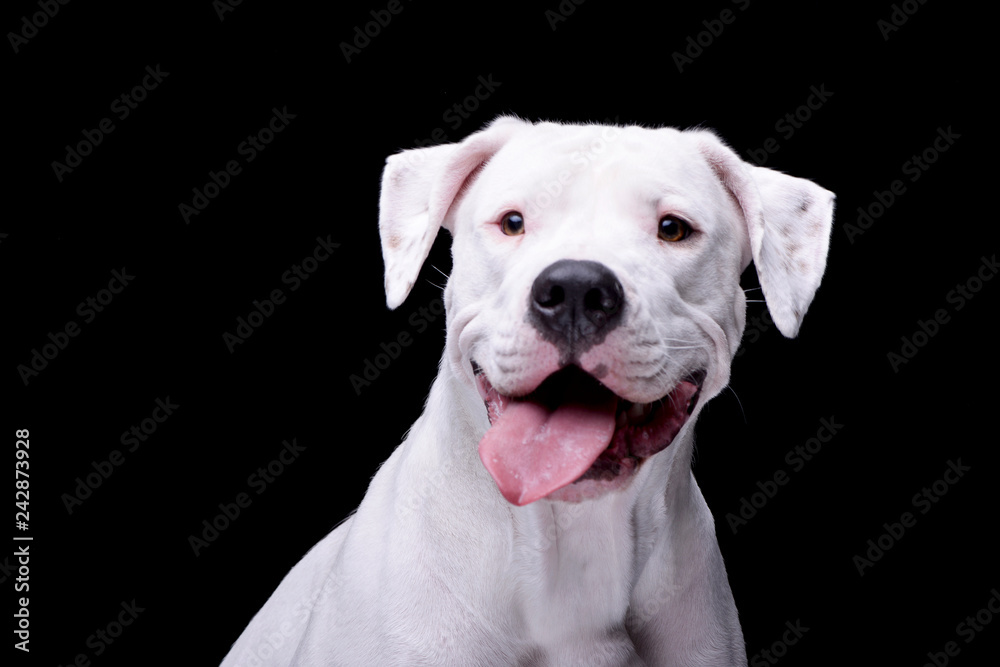 Portrait of an adorable Dogo Argentino